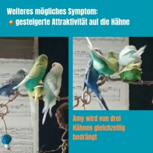 Kiesel und Amy 03 Kiesel und Amy 03