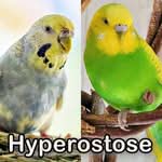 Gasrbeitrag: Polyostotische Hyperostose bei Wellensittichen