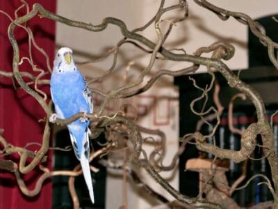 Korkenzieherhaselast von Vogelgaleria