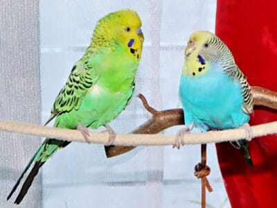 Laut&auml;u&szlig;erungen und Ger&auml;usche von Wellensittichen