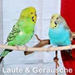 Laut&auml;u&szlig;erungen
