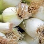 Zwiebelgew&auml;chse