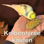 Kolbenhirse für Wellensittiche kaufen