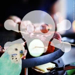 Raclette – eine tödliche Gefahr für Ziervögel