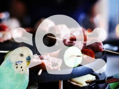 Raclette - Jules Morgan Raclette – eine tödliche Gefahr für Ziervögel