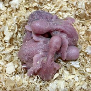 Die K&uuml;ken im Nistkasten.
