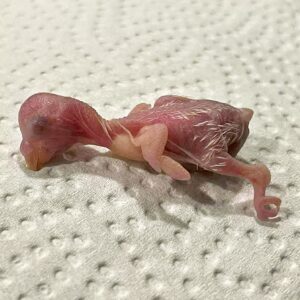 Das K&uuml;ken ist geschl&uuml;pft
