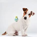 Der Wellensittich ein Anfängervogel?