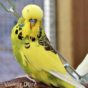 Australischer Schecke 