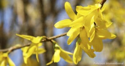 Forsythie