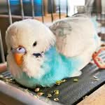 Die Geschichte vom Fundvogel Gunnar