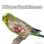 Die Körperfunktionen des Wellensittichs