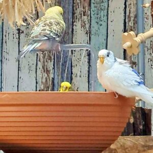 Wellensittich auf Blumentopfdusche