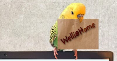 Welli@Home