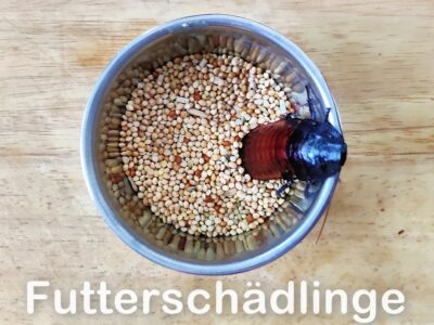 Futtersch&auml;dlinge