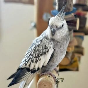 Nymphensittich Hedwig