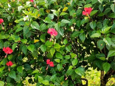 Hibiskus