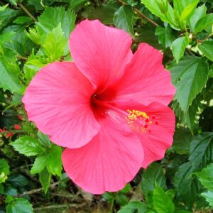 Bl&uuml;te des Hibiskus