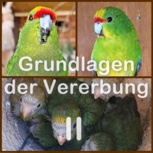 Vererbung - Teil 2