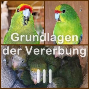 Vererbung - Teil 3