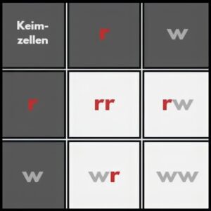 Kombinationsquadrat f&uuml;r Bl&uuml;ten