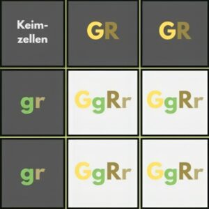 Kombinationsquadrat zu Erbsen