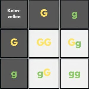 Kombinationsquadrat f&uuml;r Erbsen