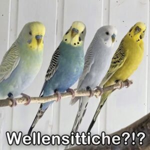 Vor der Anschaffung (Wellensittiche von Heidenzucht)