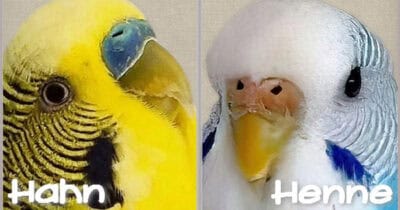 Hahn oder Henne?