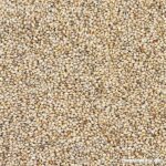 Senegal Hirse