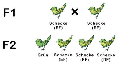 Dominat-rezessive Vererbung bei Sittichen