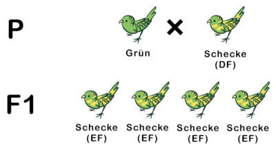Dominant-rezessiver Erbgang bei Sittichen