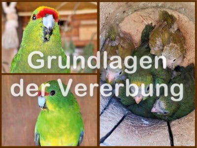 Grundlagen der Vererbung