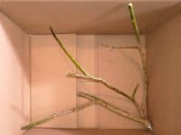 Paket mit verzweigter Weidensitzstange