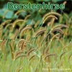 Futterpflanze: Grüne Borstenhirse (Setaria viridis) und die Rote bzw. Fuchsrote Borstenhirse (Setaria pumila)